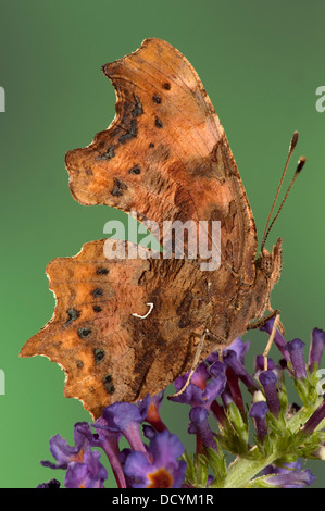 Komma Schmetterling Polygonum c-Album Kent UK Stockfoto