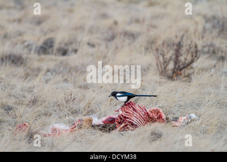 Schwarz-billed Elster (Pica Hudsonia) bunte Scavenger Vogel, thront und Fütterung auf ein totes Reh-Kadaver in die Wiese Stockfoto