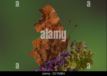 Komma Schmetterling Polygonum c-Album Kent UK Stockfoto