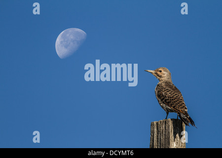 Nördlichen Flicker (Colaptes Auratus) bunter Vogel, sitzen auf Zaunpfosten mit Halbmond, im blauen Himmel im Hintergrund. Stockfoto