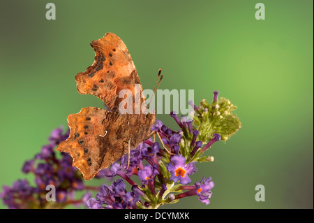 Komma Schmetterling Polygonum c-Album Kent UK Stockfoto