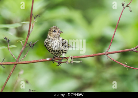 Erlenzeisig Kiefer (Pinus Zuchtjahr) bunte Porträt des Vogels thront in den Zweigen ruht in seinem natürlichen Lebensraum Stockfoto