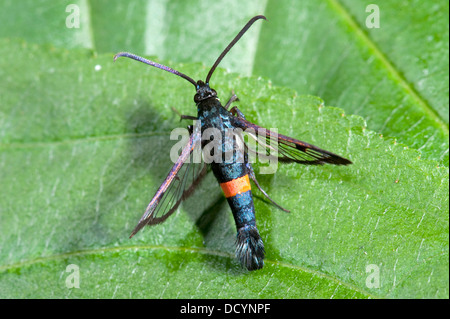 Rot mit Gürtel Clearwing Moth Synanthedon Myopaeformis UK Stockfoto