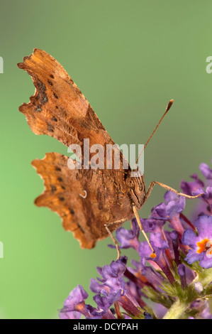 Komma Schmetterling Polygonum c-Album Kent UK Stockfoto