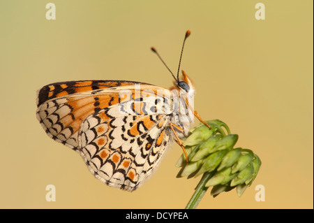 Flockenblume Fritillary Butterfly Melitaea Phoebe Europa Stockfoto