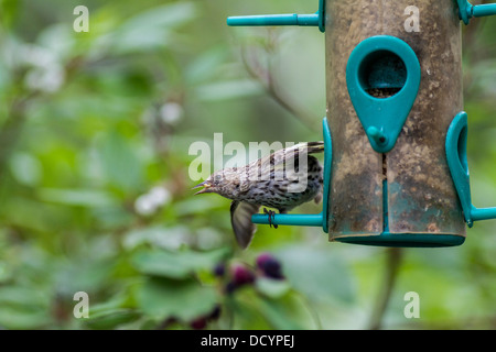 Kiefer-bunter Vogel Zeisig (Zuchtjahr Pinus) thront und bereitet die Flucht zu ergreifen, nach der Fütterung auf einem Hinterhof-Feeder. Stockfoto