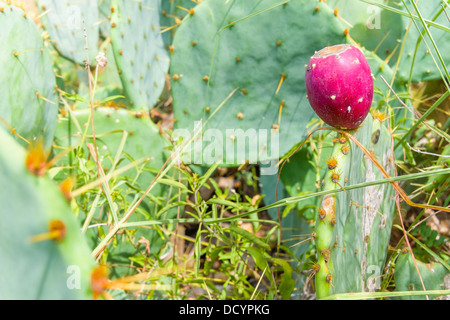 Eine reife Frucht auf eine Stachelige Birne Kaktus Pflanze Stockfoto