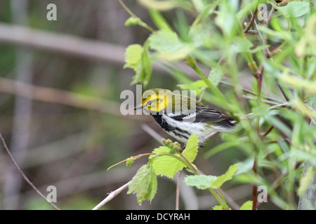 Black-throated grüner Laubsänger während Frühjahrszug Magee Marsh, Ohio Stockfoto