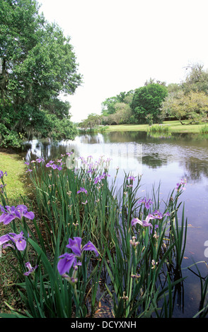 Wild Iris flankieren ein Bayou auf Avery Island Jungle Gardens in der Nähe von New Iberia, Louisiana, USA. Stockfoto