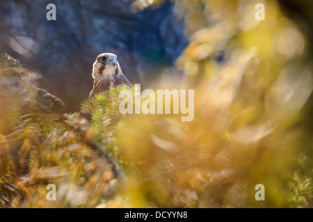 Junge Sakerfalken (Falco Cherrug) auf Felsen gelegen. Zentralen Balkan Nationalpark. Bulgarien. Stockfoto