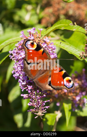 Tagpfauenauge ruht auf Blume eines Buddleja-Busch Stockfoto