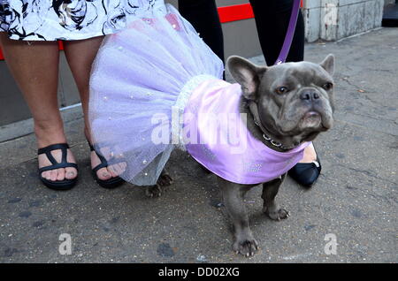 London UK 21. August 2013: Hunde-Liebhaber besucht CH5 TV Launch Party -, die die Welten die meisten verwöhnten Haustier? bei DSTRKT. Stockfoto