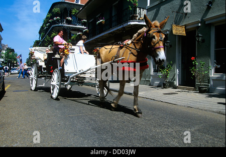 Schlitten-Touren sind ein beliebter Weg, das French Quarter, New Orleans, Louisiana, Vereinigte Staaten von Amerika zu besuchen Stockfoto