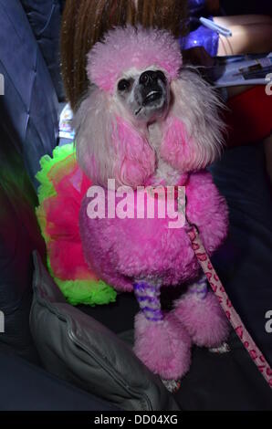 London UK 21. August 2013: Hunde-Liebhaber besucht CH5 TV Launch Party -, die die Welten die meisten verwöhnten Haustier? bei DSTRKT. Stockfoto