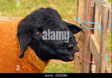 Sheeps Kopfprofil - schwarzes Gesicht Stockfoto