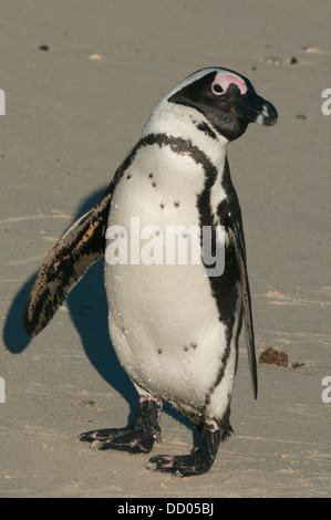 Afrikanische Pinguin (Spheniscus Demersus) Wild, Boulders Beach, Cape Peninsula, Südafrika stark gefährdet Stockfoto