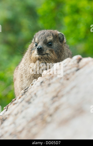 Rock Hyrax (Procavia Capensis) Wild, Boulders Beach, Cape Peninsula, Südafrika Stockfoto