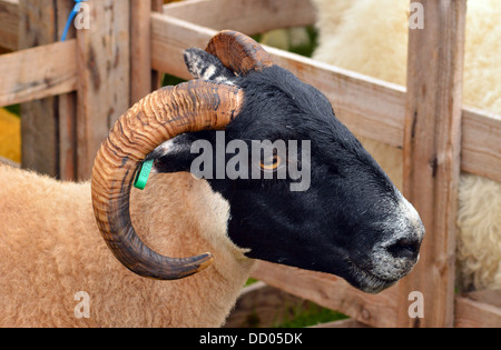 Sheeps Kopfprofil - Hörner Stockfoto