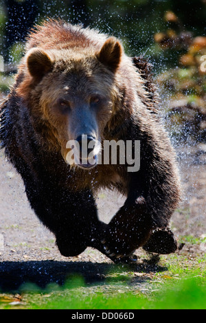 Grizzly Bären in vollem Gang Stockfoto