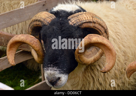 Sheeps Kopfprofil - lockig Hörner Stockfoto