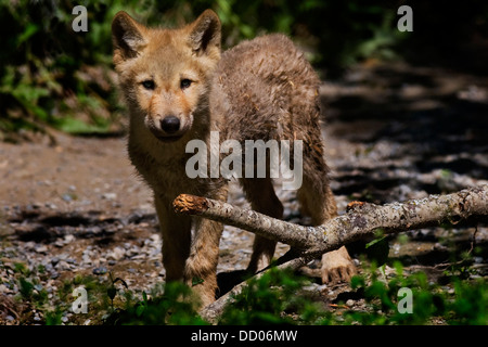 Junger Wolf Stockfoto