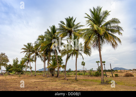 Kerala landwirtschaftliche Nachbarschaft. Süd-Indien Stockfoto