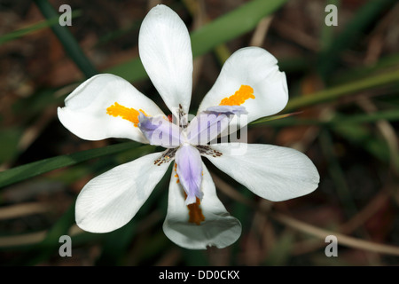 Nahaufnahme von Holz / afrikanische Umhang / Cape / Morea /Wild Iris oder zwei Wochen Lily - Dietes Iridioides - Familie Iridaceae Stockfoto