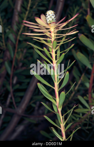 Nahaufnahme von Leucadendron/Conebush Hybrid 'Safari Sunset' - Familie Proteaceae Stockfoto