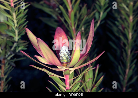 Nahaufnahme von Leucadendron/Conebush Hybrid 'Safari Sunset' - Familie Proteaceae Stockfoto