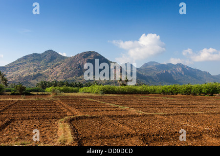 Kerala landwirtschaftliche Nachbarschaft. Süd-Indien Stockfoto