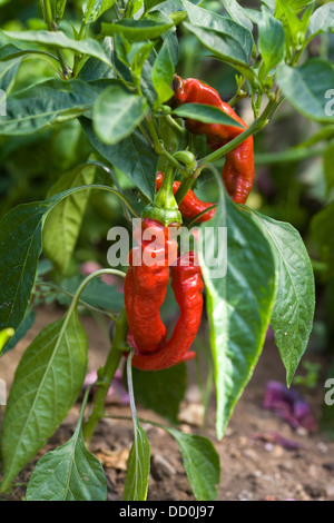 Capsicum Annuum Ziege Horn Chili Pfeffer wächst in einem Gemüsegarten Stockfoto