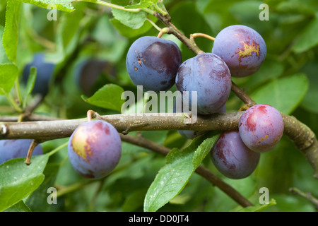 Prunus Domestica Pflaume "Anita" auf einem Baum Stockfoto