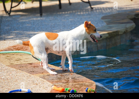 Jack Russell Terrier Hund neben einem Schwimmbad. Stockfoto