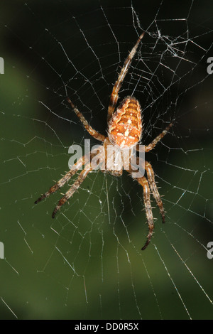 Nahaufnahme von einem weiblichen europäischen Gartenkreuzspinne (Araneus Diadematus) in ihrem Netz Stockfoto