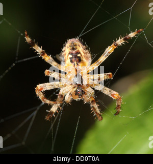 Nahaufnahme von einem weiblichen europäischen Gartenkreuzspinne (Araneus Diadematus) in ihrem Netz von hinten gesehen Stockfoto