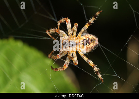 Nahaufnahme von einem weiblichen europäischen Gartenkreuzspinne (Araneus Diadematus) in ihrem Netz von hinten gesehen Stockfoto