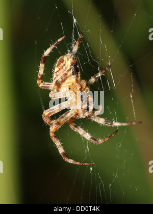 Nahaufnahme von einem weiblichen europäischen Gartenkreuzspinne (Araneus Diadematus) in ihrem Netz, von hinten gesehen Stockfoto