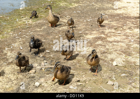 Eine weibliche Stockente Ente Anas Platyrhynchos entlang der Küste mit ihrem jungen in Carsington Wasser Derbyshire England uk Spaziergänge Stockfoto