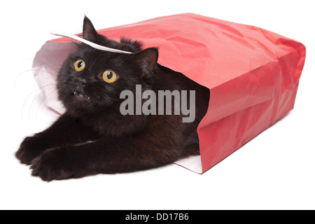 schwarze Katze in rote Tasche isoliert Stockfoto