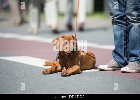 Rhodesian Ridgeback Welpen Hund Verlegung in Street Stockfoto