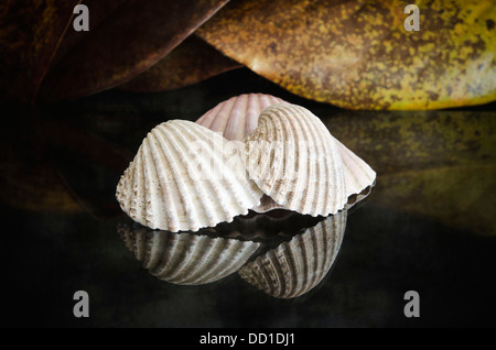 Muscheln auf Schwarzglas Studiofotografie Stockfoto