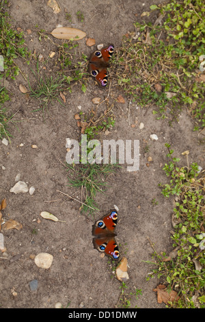 Peacock Schmetterlinge (Inachis Io). Zwei kürzlich hervor aus Puppen-Bühne, auf Boden. August. Norfolk. Stockfoto