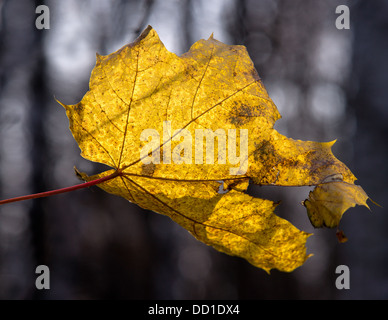 Natives Gold. Detailansicht von einem sonnigen Gelb Ahornblatt im Spätherbst vor dem grauen Hintergrund. Stockfoto