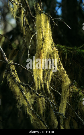 Old Man's Bart Bart Flechten, treemoss, Methusalem Bart Flechten, bartflechte, Bart - Flechte, usnea Longissima, dolichousnea Stockfoto