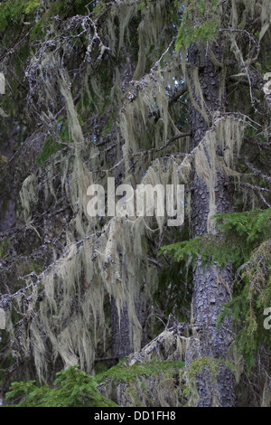 Old Man's Bart Bart Flechten, treemoss, Methusalem Bart Flechten, bartflechte, Bart - Flechte, usnea Longissima, dolichousnea Stockfoto