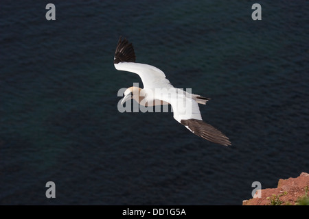 Basstölpel, fliegen, Flug, Basstölpel, Baßtölpel, Flug, Flugbild, Fliegend, Tölpel, Sula Bassana, Morus Bassanus Stockfoto