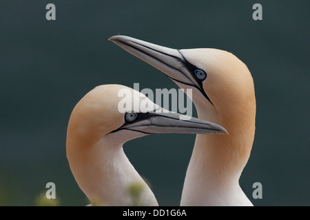 Basstölpel, paar auf Nest, Basstölpel, Baßtölpel, Pärchen Auf Nest, Tölpel, Sula Bassana, Morus Bassanus, Vogelfelsen Stockfoto