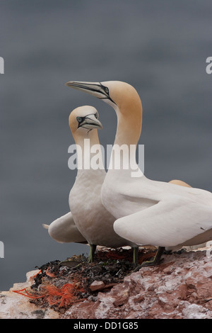 Basstölpel, paar auf Nest, Basstölpel, Baßtölpel, Pärchen Auf Nest, Tölpel, Sula Bassana, Morus Bassanus, Vogelfelsen Stockfoto