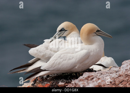 Basstölpel, paar auf Nest, Basstölpel, Baßtölpel, Pärchen Auf Nest, Tölpel, Sula Bassana, Morus Bassanus, Vogelfelsen Stockfoto