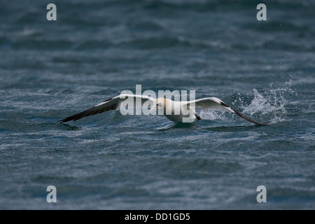 Basstölpel, Cames aus Wasser, Basstölpel, Baßtölpel, Auftauchend, Tölpel, Sula Bassana, Morus Bassanus Stockfoto